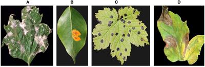 Deep learning for plant bioinformatics: an explainable gradient-based approach for disease detection